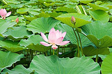 《黄蜂先锋2》Steam页面上线 和风推理名作